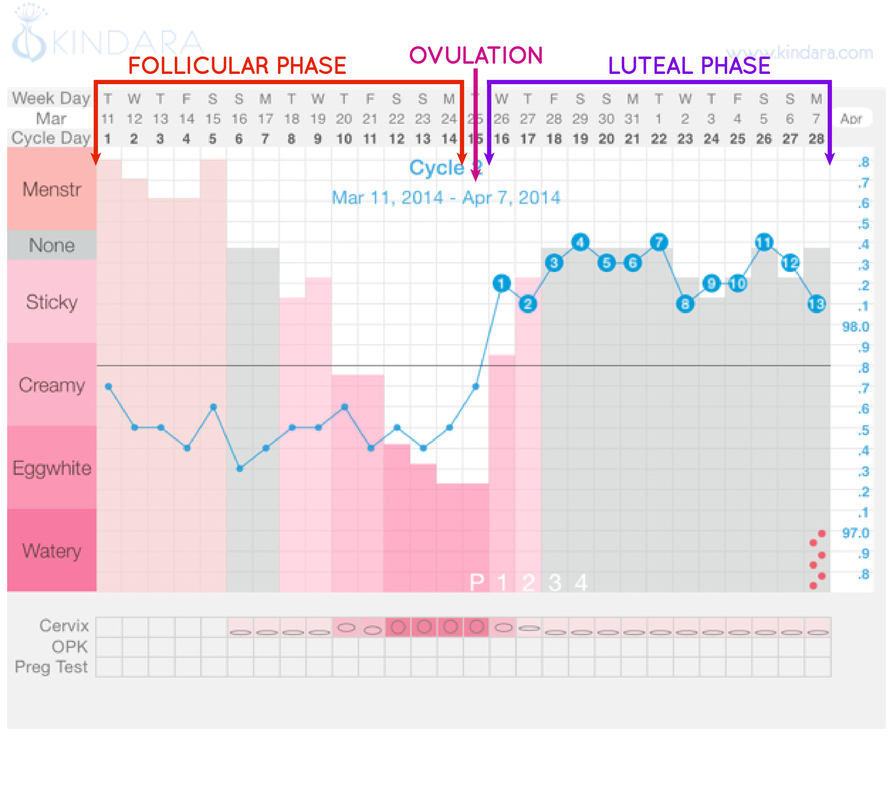 a menstruációs ciklus 2 szakasza, kép forrása: kindara.com