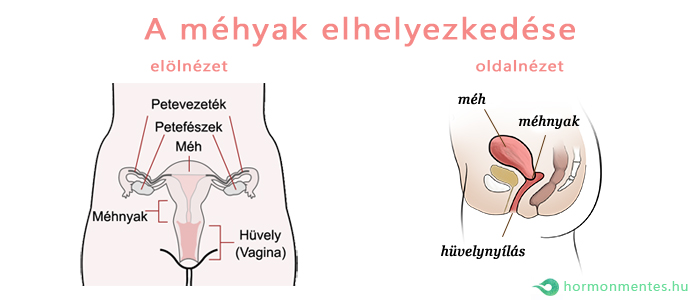 a méhnyak elhelyezkedése