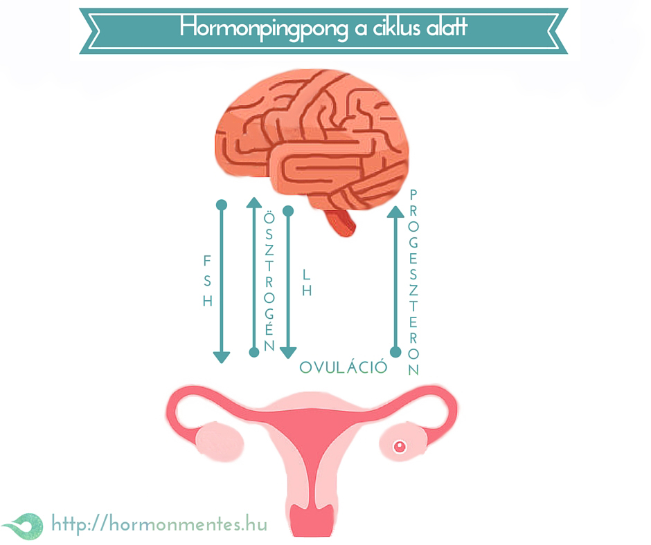 hormonpingpong a ciklus alatt