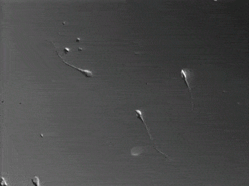 spermium mozgása2