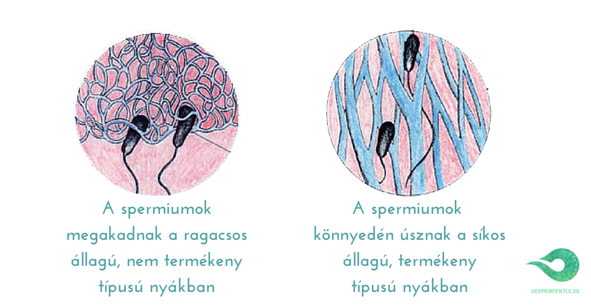 spermiumok a nyákban