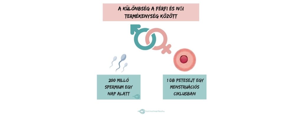 Petesejt vs. spermiumok – Ciklusnaplók 10.