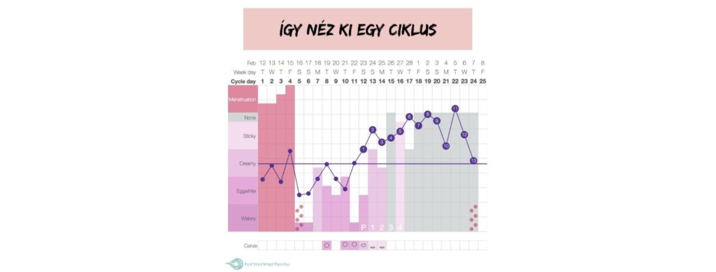 A menstruációs ciklus utolsó napja – Ciklusnaplók 24.