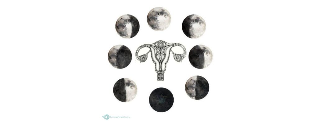 Tényleg van köze a Holdnak a ciklushoz? – Ciklusnaplók 8.